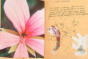 Mariposas